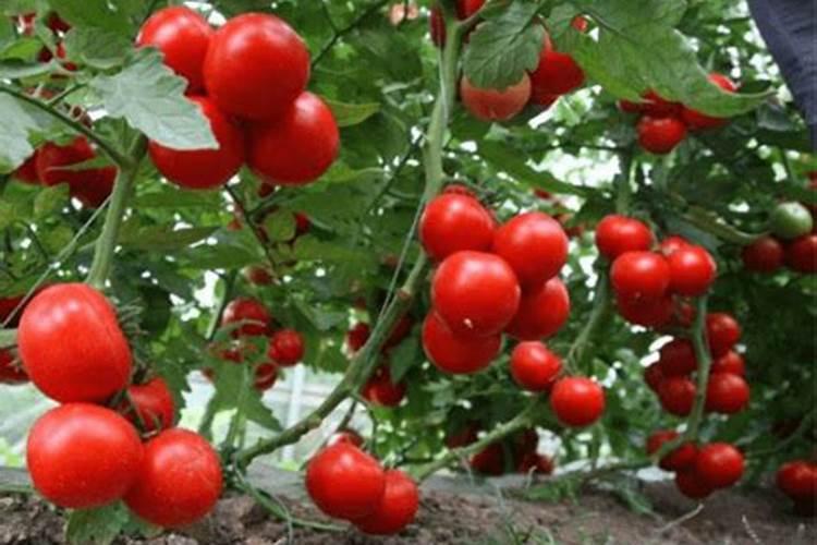 大棚西红柿定植后什么时候开始喷叶面肥？