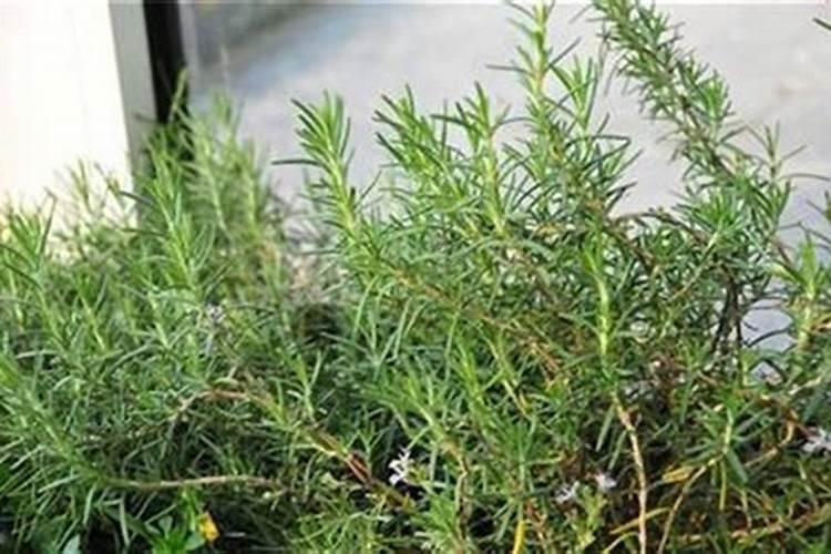 迷迭香冬天零下十五度能过冬吗？