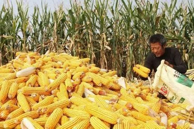 玉米一次性施肥多深 施加什么肥料好