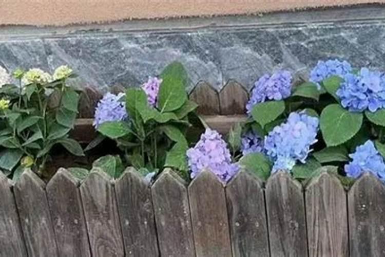 蔬菜浇定根水可以用粪水吗？