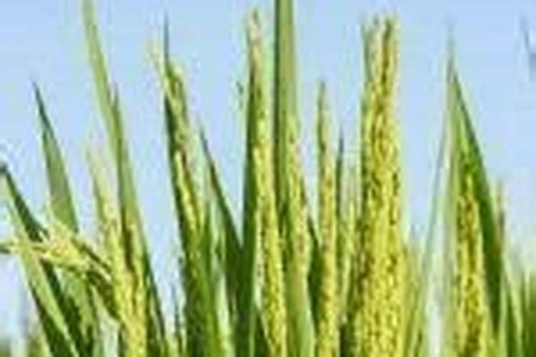 红壤旱地花生栽种技术 花生怎么施肥比较好