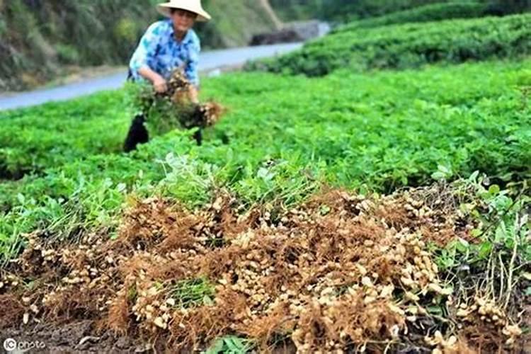 花生什么时候施钼肥好 最佳使用时间