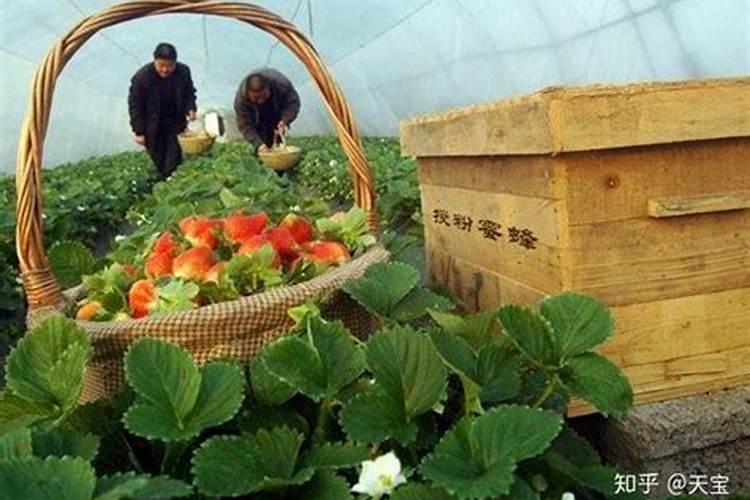 葡萄上怎么用芸苔素