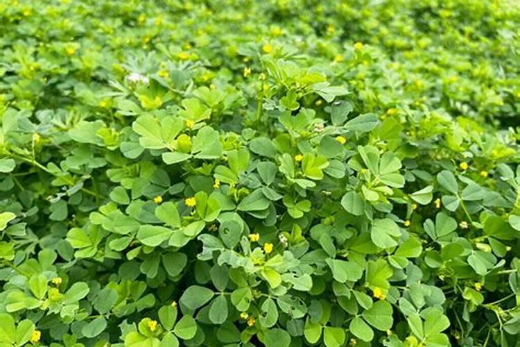 食用大叶苜蓿金花菜怎么播种 苜蓿金花菜如何种