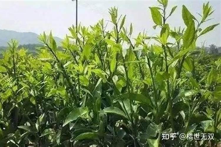 甜桔柚产量高吗 亩产量多少