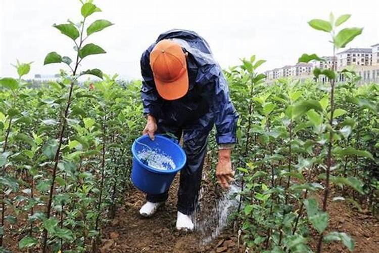 化肥肥害对植物有什么影响？