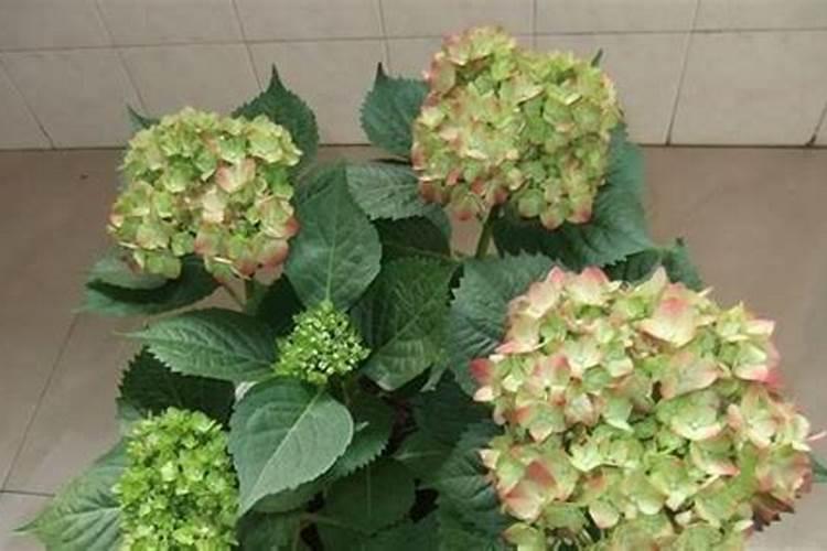草莓什么时间用芸苔素内酯