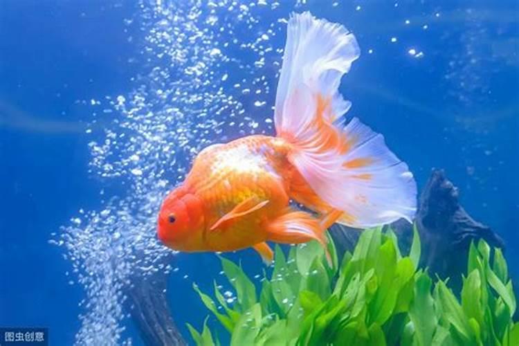 鱼缸里全是白色毛絮