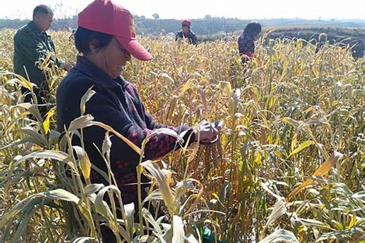 石榴施肥的最佳时间 石榴树什么时间施肥合适