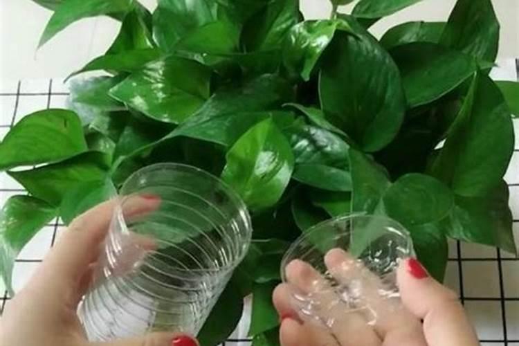 阳台栽培月季花,要怎么护理才能长得好？