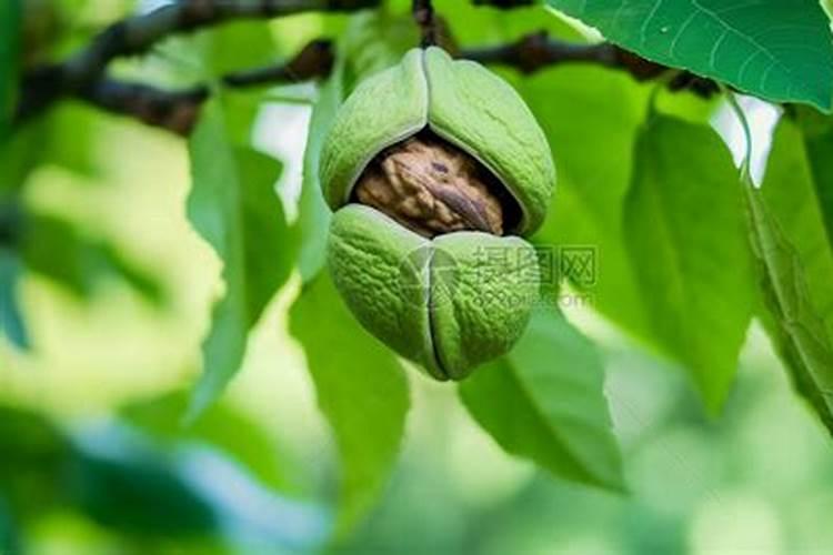 豆角到了末期又开了一次花能不能补充液态氮肥？