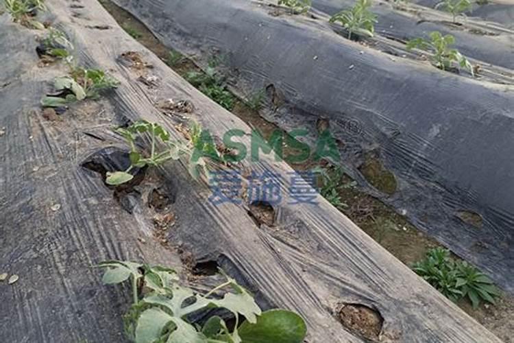 哪些植物需要钾肥