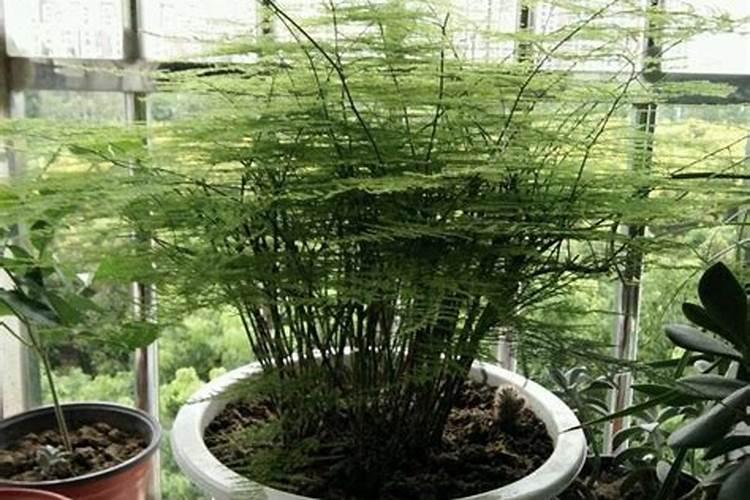 水溶肥价格多少钱一吨 如何选购优质的水溶肥料