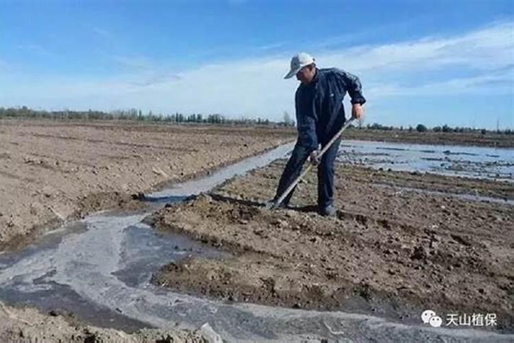 棉花怎么追施钾肥？棉花施用钾肥技术是什么？