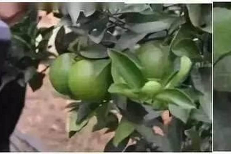 露娜森,咪鲜胺,芸苔素一起给西瓜喷行吗？