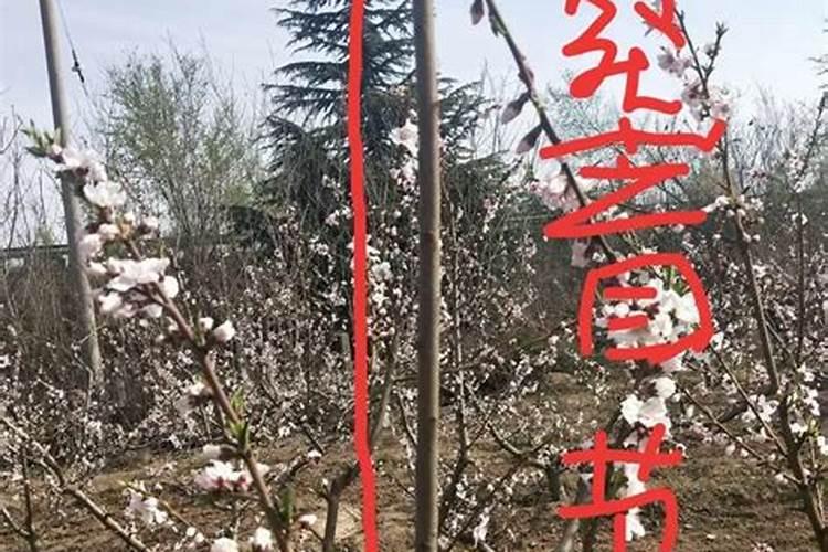 柑橘春稍嫩黄如何转青？