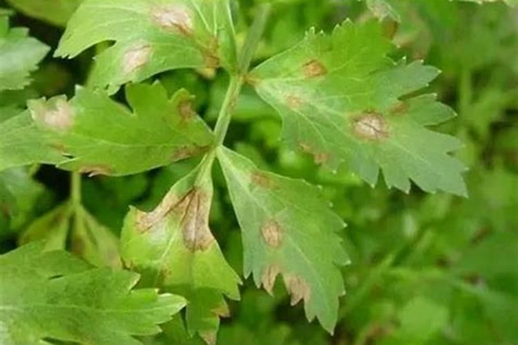 种植黄瓜用木醋液哪个好