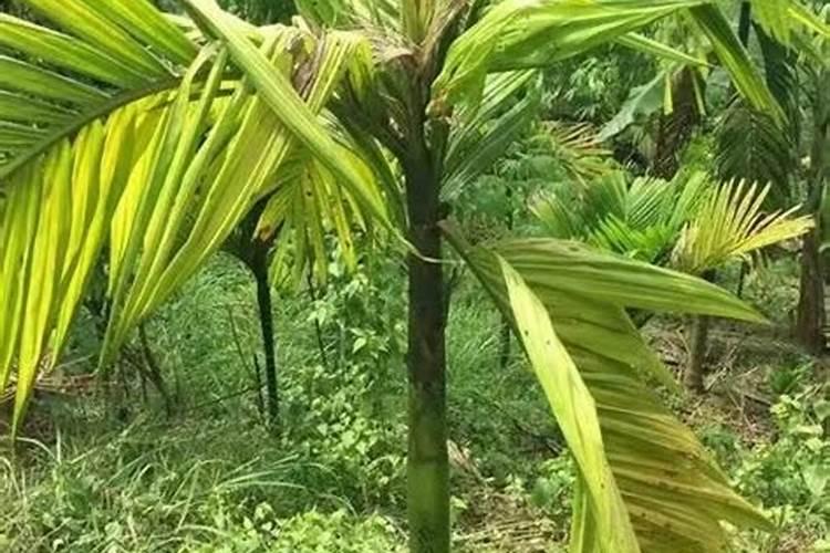 对比其他硫酸钾,罗布泊硫酸钾应用于海南的芒果、火龙果种植时,对果实品...