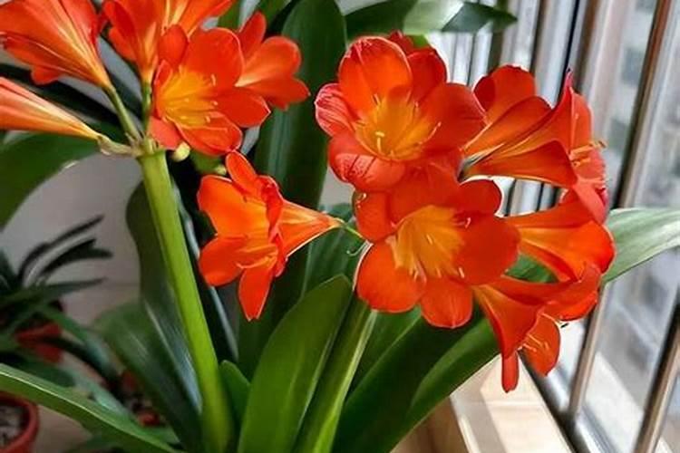 君子兰要开花时用什么肥好