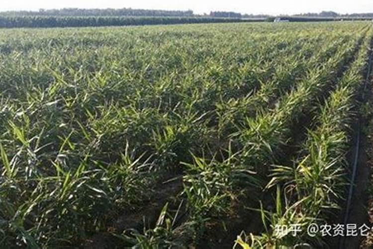 生根粉直接浇桂花树的土壤里可以吗？