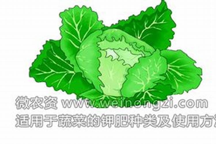 水溶肥国内排名第一的是哪个