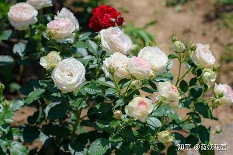 月季花压枝的方法(月季花压枝方法图片)