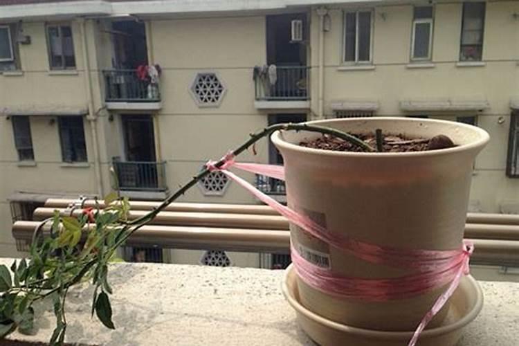 月季花压枝要多久才能生根