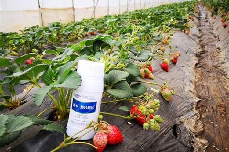 草莓需要施什么肥料