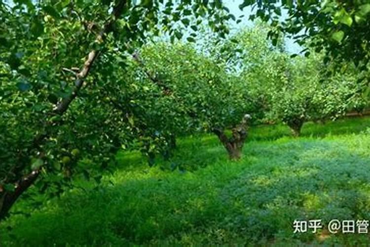 水稻氮肥过多如何补救 附症状