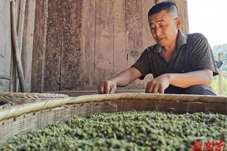 吴茱萸施肥时间
