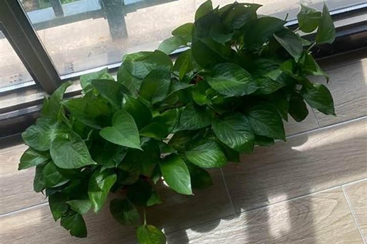 当推荐你用水溶肥时,你该选择液体肥还是颗粒肥呢？