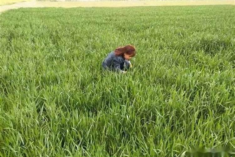 阳台种菜如何施肥