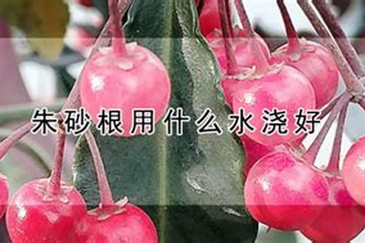 草莓适合施加什么样的肥料