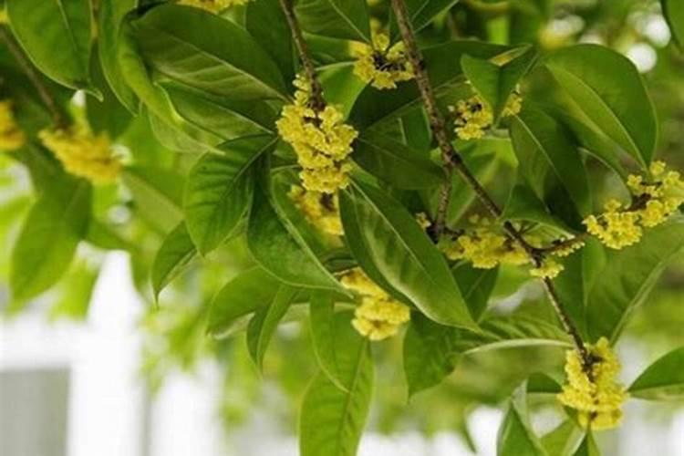 草莓苗施药后多长时间可以浇水