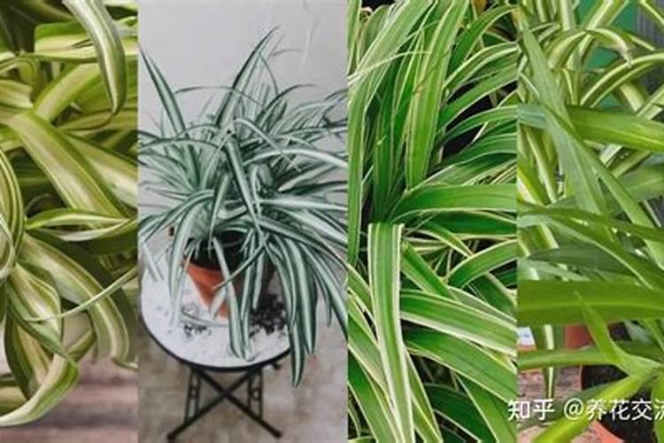 富硒肥料什么牌最好？