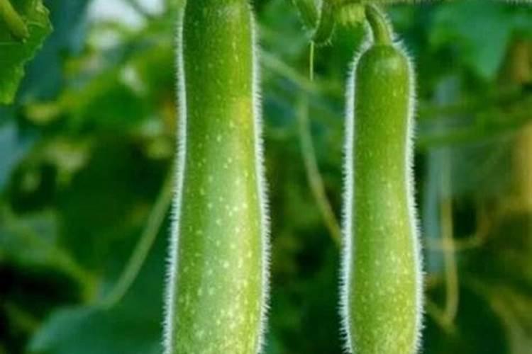 谷子用什么肥料的配比,每亩需要多少肥料