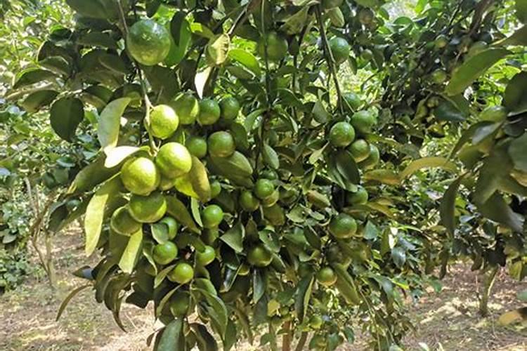 迎春花的施肥方法用什么肥料？