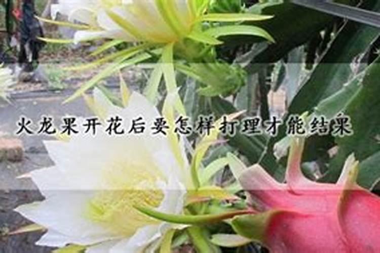 兰花喷什么叶面肥最好(兰花叶面肥喷施注意事项)