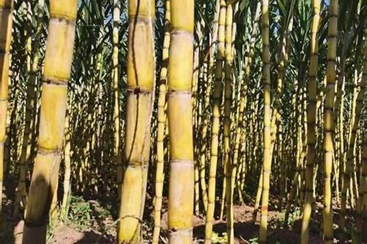 为了保证荔枝产量和品质的提高,该怎样正确施肥？