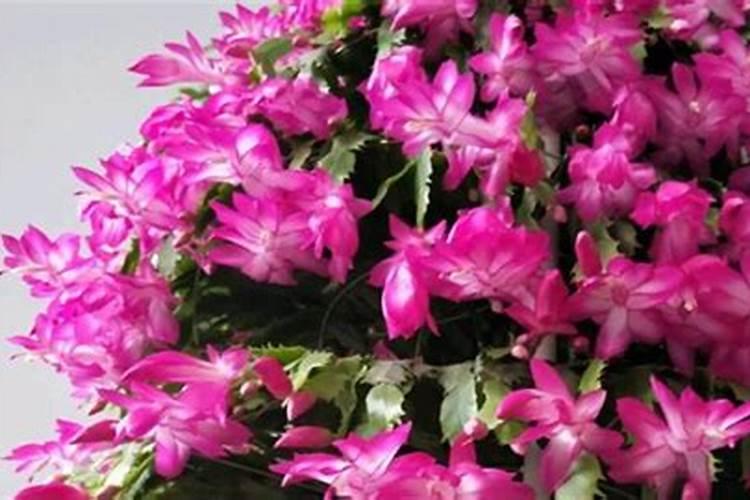 请问各位老师傅这草莓是什么病？