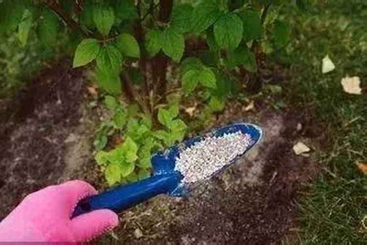 椰砖和营养土哪个好用？能混合使用吗？