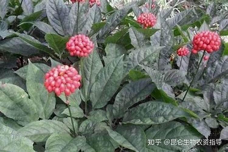 琴叶榕喜肥吗 喜欢施什么肥料