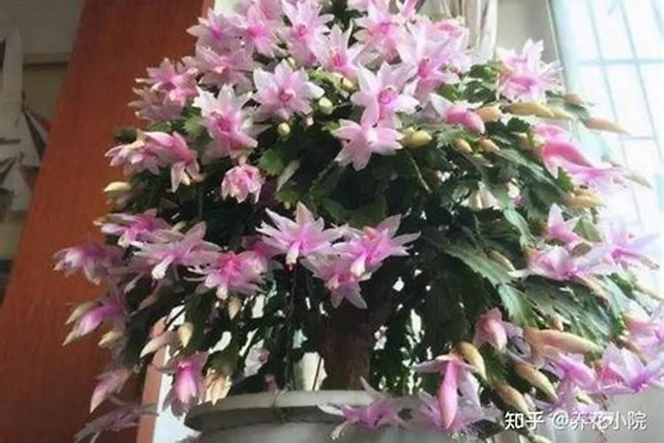 蟹爪兰怎么施肥