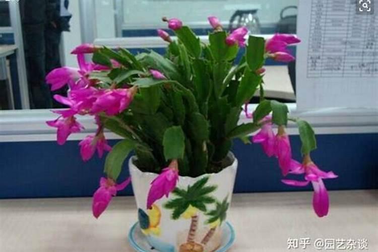 养蟹爪兰用什么肥料