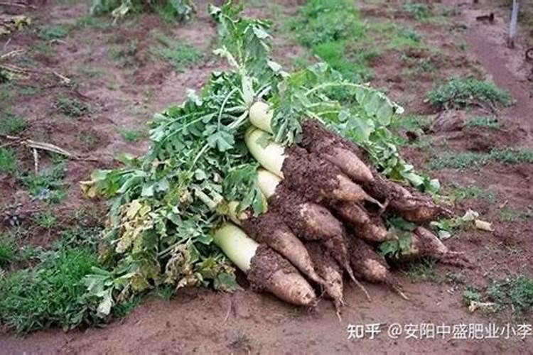 萝卜对土壤有哪些要求？种植萝卜如何正确施肥？