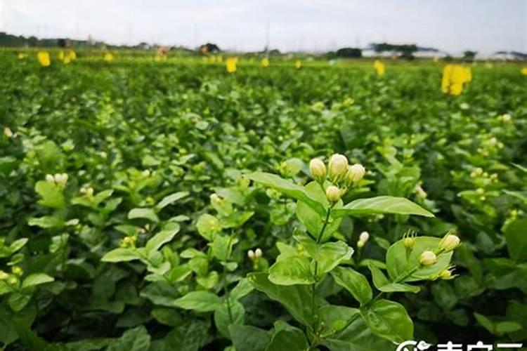 【最新】目前农业部登记较为完整的进口肥料厂家名单,供参考!