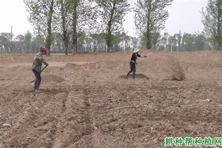 芹菜想要丰产,应该如何做好根外追肥呢？