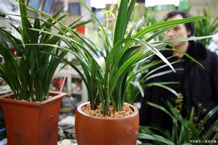 兰花怎么浇水施肥