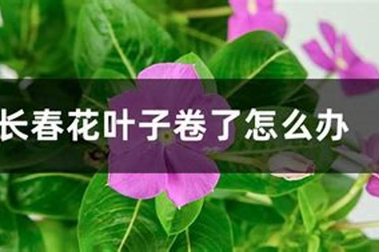 施肥多了烧苗补救法 施肥伤到花怎么补救