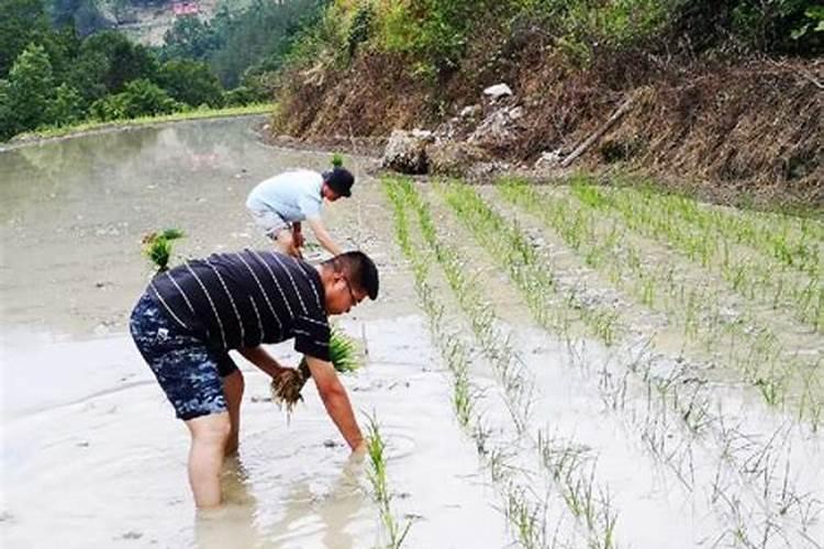 干玉米市场价格多少钱一斤？看完你就知道,别再买了!